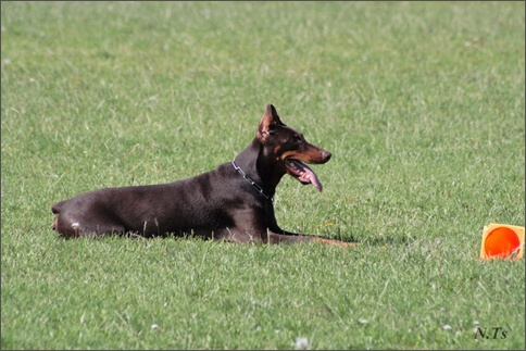 Sasha - Estonia championship 2007  in IPO 3